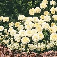 White Bijlee Marigold Type Flower Seeds Pack Of 30-thumb1