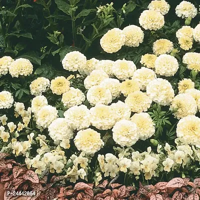 White Bijlee Marigold Type Flower Seeds Pack Of 30-thumb2