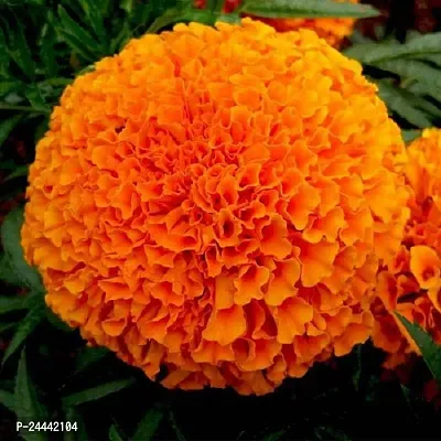 Marigold Orange Flower Seeds Pack Of 50-thumb2