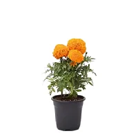 Marigold Orange Flower Seeds Pack Of 50-thumb2