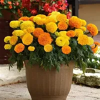 Marigold Mix Flower Seeds Pack of 50-thumb1