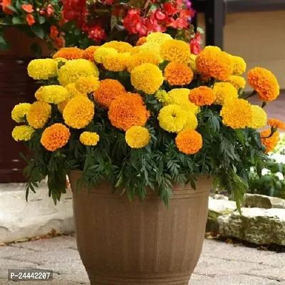 Marigold Mix Flower Seeds Pack of 50-thumb2