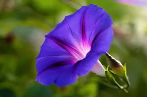 Morning Glory Purple Flower Seeds Pack Of 30-thumb1