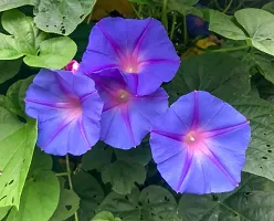 Morning Glory Purple Flower Seeds Pack Of 30-thumb2