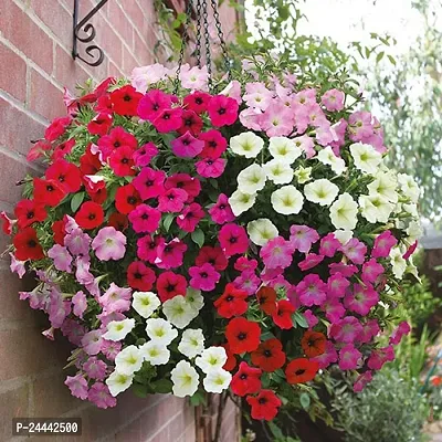 Pentunia Mix Flower Seeds Pack Of 30