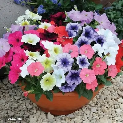 Pentunia Mix Flower Seeds Pack Of 30-thumb2