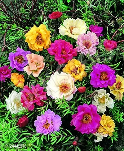 Portulaca Mix Flower Seeds Pack Of 30