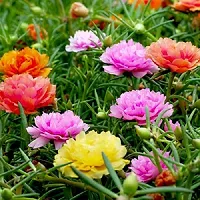 Portulaca Mix Flower Seeds Pack Of 30-thumb2