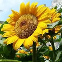 Sunflower Flower Seeds Pack Of 30-thumb1