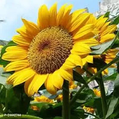 Sunflower Flower Seeds Pack Of 30-thumb2