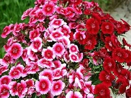 Sweet William Flower Seeds Pack Of 30-thumb1