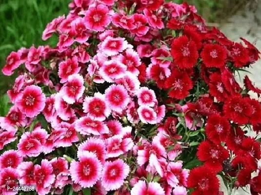 Sweet William Flower Seeds Pack Of 30-thumb2