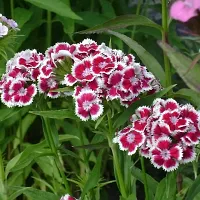 Sweet William Flower Seeds Pack Of 30-thumb2