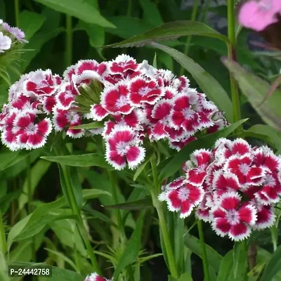 Sweet William Flower Seeds Pack Of 30-thumb3