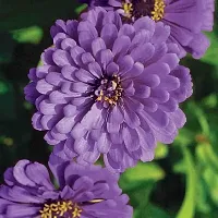 Zinnia Purple Flower Seeds Pack Of 30-thumb1