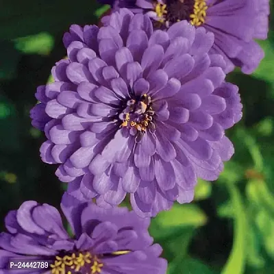 Zinnia Purple Flower Seeds Pack Of 30-thumb2