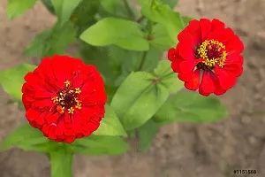 Zinnia Red Flower Seeds Pack Of-thumb2