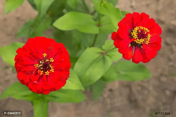 Zinnia Red Flower Seeds Pack Of-thumb3