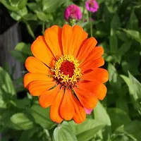 Zinnia Orange Flower Seeds Pack Of 30-thumb2