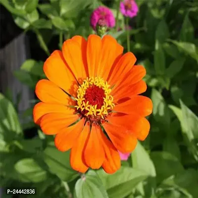 Zinnia Orange Flower Seeds Pack Of 30-thumb3