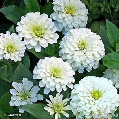 Zinnia White Flower Seeds Pack Of 30-thumb0