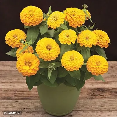 Zinnia Yellow Flower Seeds Pack of 30