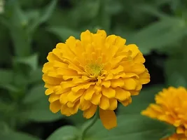 Zinnia Yellow Flower Seeds Pack of 30-thumb1