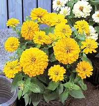 Zinnia Yellow Flower Seeds Pack of 30-thumb2