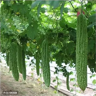 Vegetable Seeds karela Green Seeds Pack Of 15-thumb0