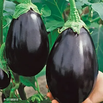 Vegetable Seeds Black Brinjal Seeds Pack Of 50-thumb0