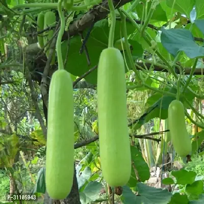 Vegetable Seeds Bottle Gourd Seeds For Home Gardening Pack Of 15-thumb0