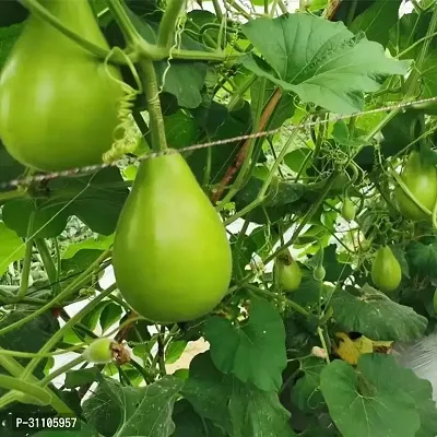 Vegetable Seeds Green Round Bottle Gourd Vegetable Seeds Pack Of 15-thumb0