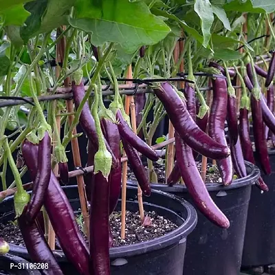 Vegetable Seeds Purple long Brinjal Vegetable Seeds Pack Of 50