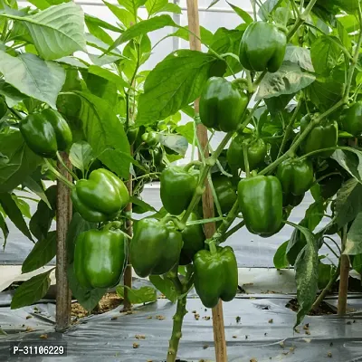 Vegetable Seeds Green Capsicum Seeds Pack Of 50