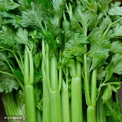 Vegetabele Seeds Green Celery (Ajmoda) Seeds Pack Of 100-thumb0