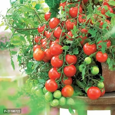 Vegetable Seeds Red Tomato Hybrid Seeds Pack Of 50-thumb0