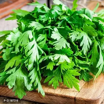 Vegetable Seeds Coriander, Cilantro Leaves Seeds Pack Of 100