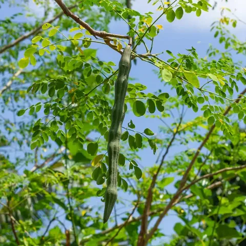 Vegetable Seeds Moringa, Drumstick Hybrid Seeds Pack Of 30