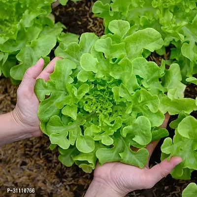 Vegetable Seeds Green Lettuce Salad Leaf Seeds Pack Of 100