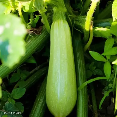 Vegetable Seeds Exotic Zucchini Light Green Seeds Pack Of 10