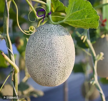 Muskmelon American Fruit Seeds Pack of 30