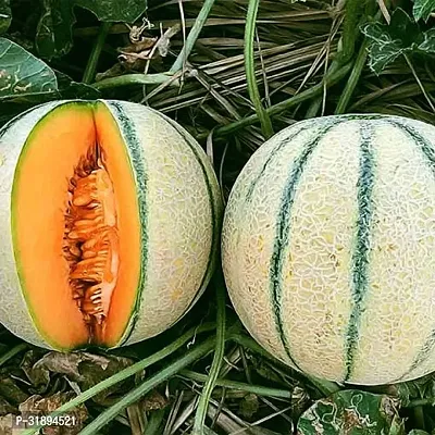 Muskmelon Sitara American Fruit Seeds Pack of 30-thumb0