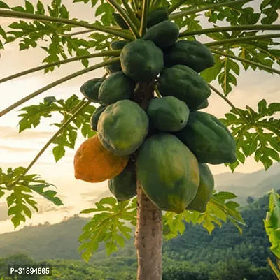 Thailand Red Papaya Fruit Seeds Pack Of 50-thumb0