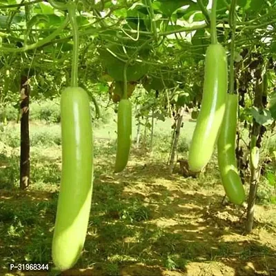 Bottle Gourd Desi Vegetable Seeds Pack of 20-thumb0