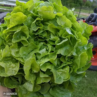 Organic Lettuce Green Salad Leaf Seeds Pack Of 100