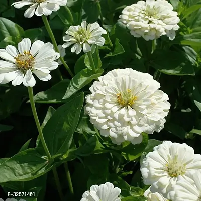 Zinnia White Color Flower Seeds For Planting Pack Of 30