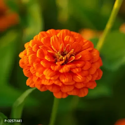 Zinnia Orange Flower Seeds Pack Of 30 For Home And Kitchen Gradening-thumb0