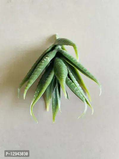 Generic Artificial Succulent (Green, 3 Pieces)-thumb5