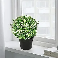 AFC Artificial Potted Plant - Rose Mary White Leaf - 1 Piece-thumb2