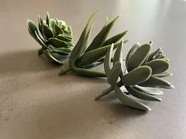 Generic Artificial Succulent (Green, 3 Pieces)-thumb2